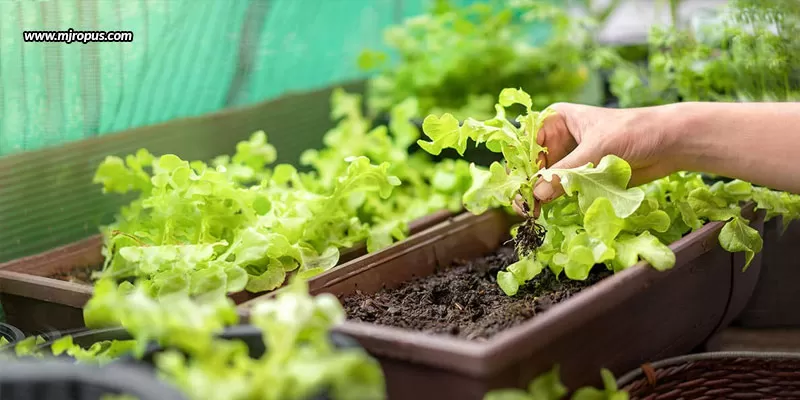 A-Beginners-Guide-To-Growing-Vegetables-In-Your-Own-Villa-Plot